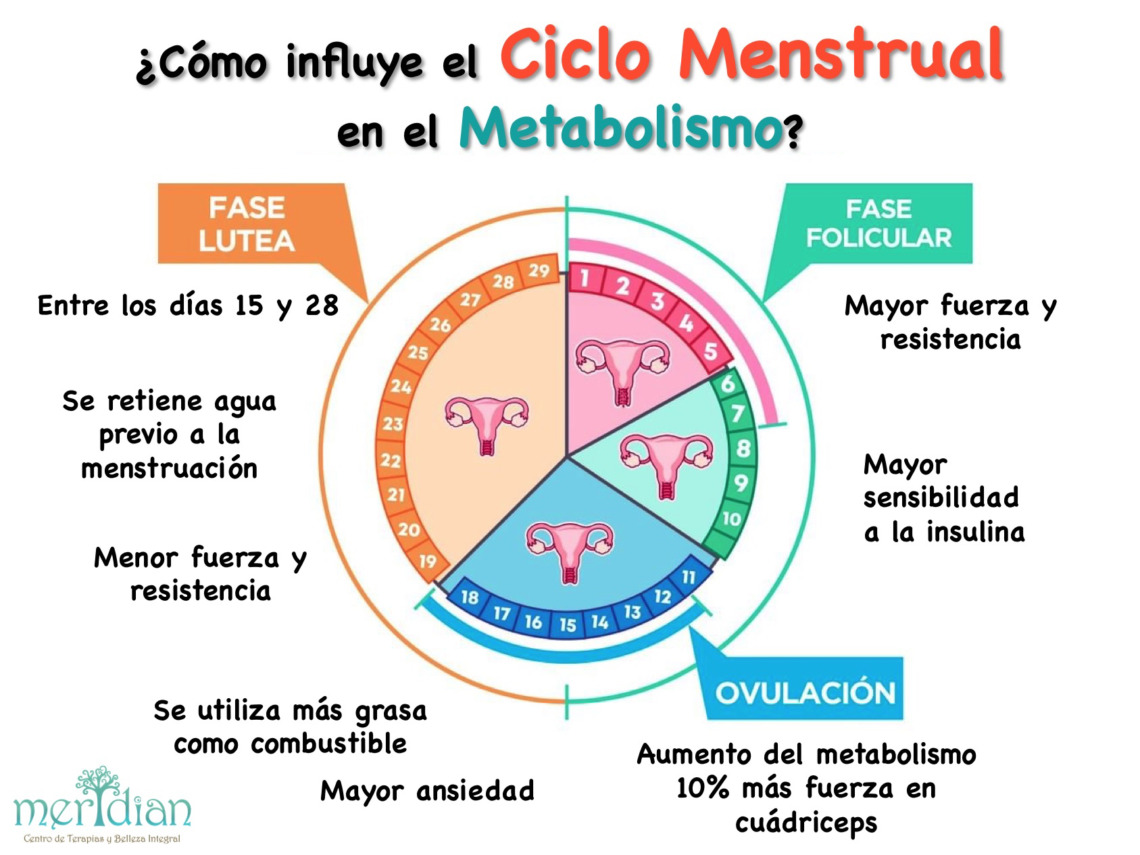 ¿cÓmo Influye El Ciclo Menstrual En Nuestro Metabolismo Meridianemk 5486